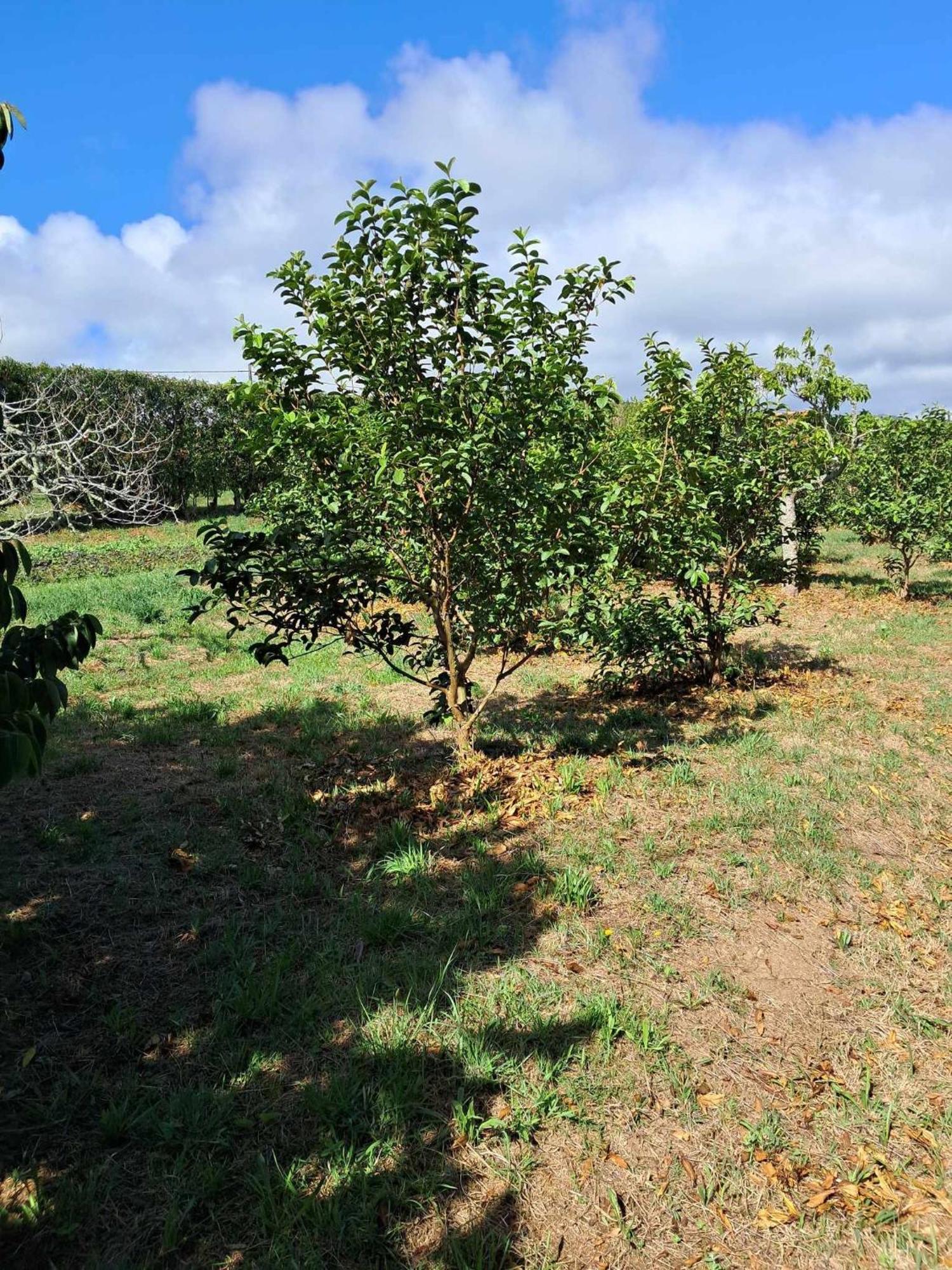 Quinta Do Norte Capelas Zewnętrze zdjęcie